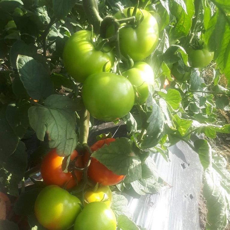 Tomate Tomato Maraton WIS